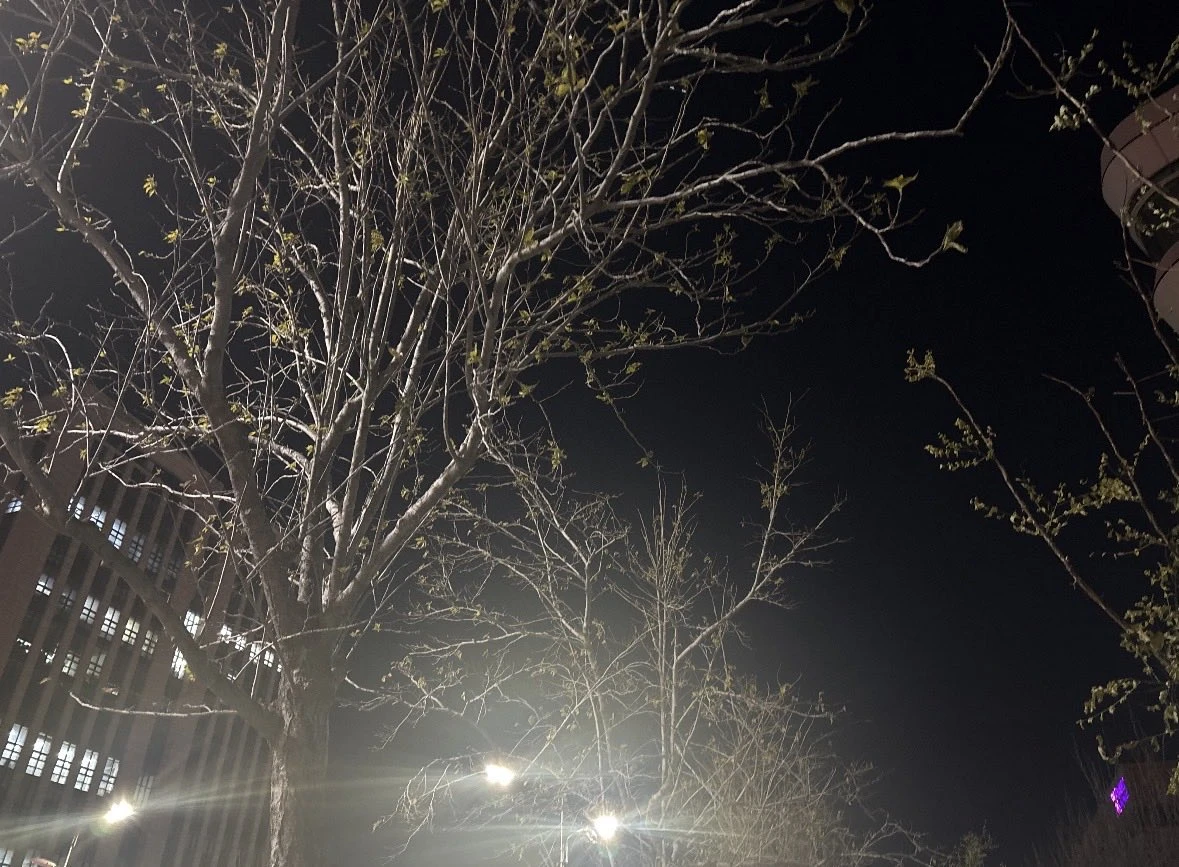 夜树街灯新海诚风